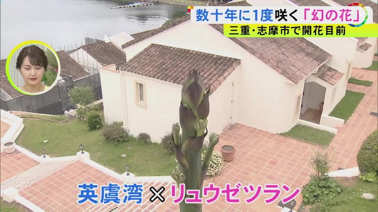 咲くのは数十年に一度&hellip;幻の花「リュウゼツラン」三重県志摩市で相次ぎ開花目前 30周年迎えたスペイン村でも