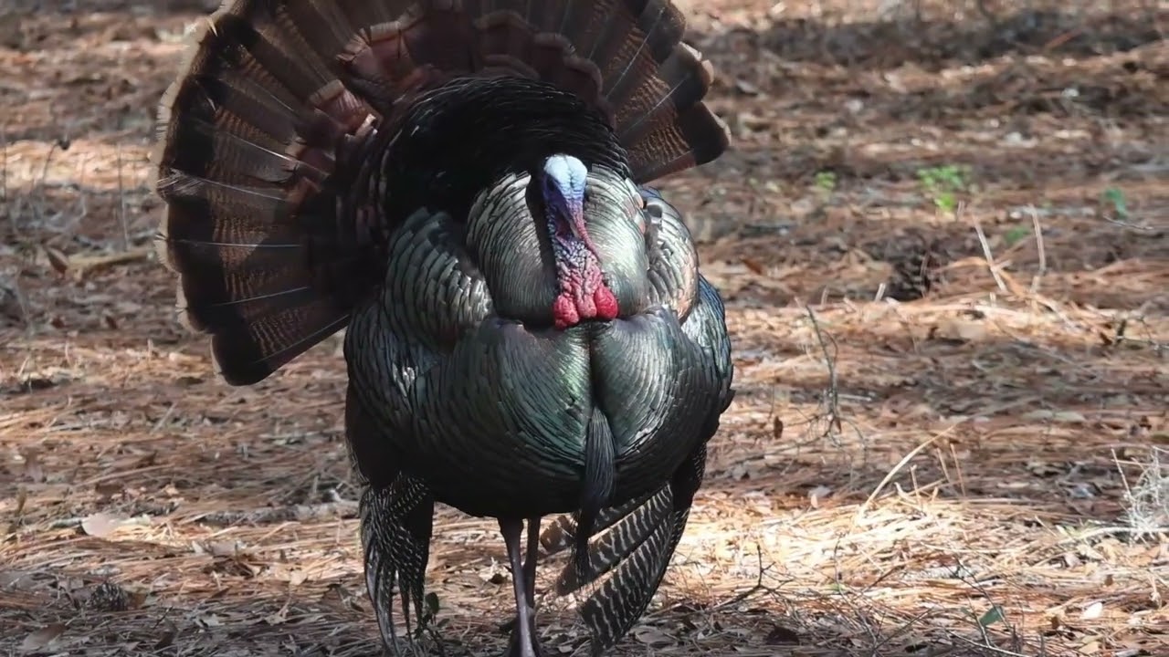 North Florida Man Observes Early Spring Wild Turkeys