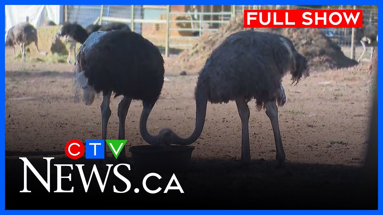 Ostrich farm search underway | CTV News Vancouver at Six for Sept. 22, 2025