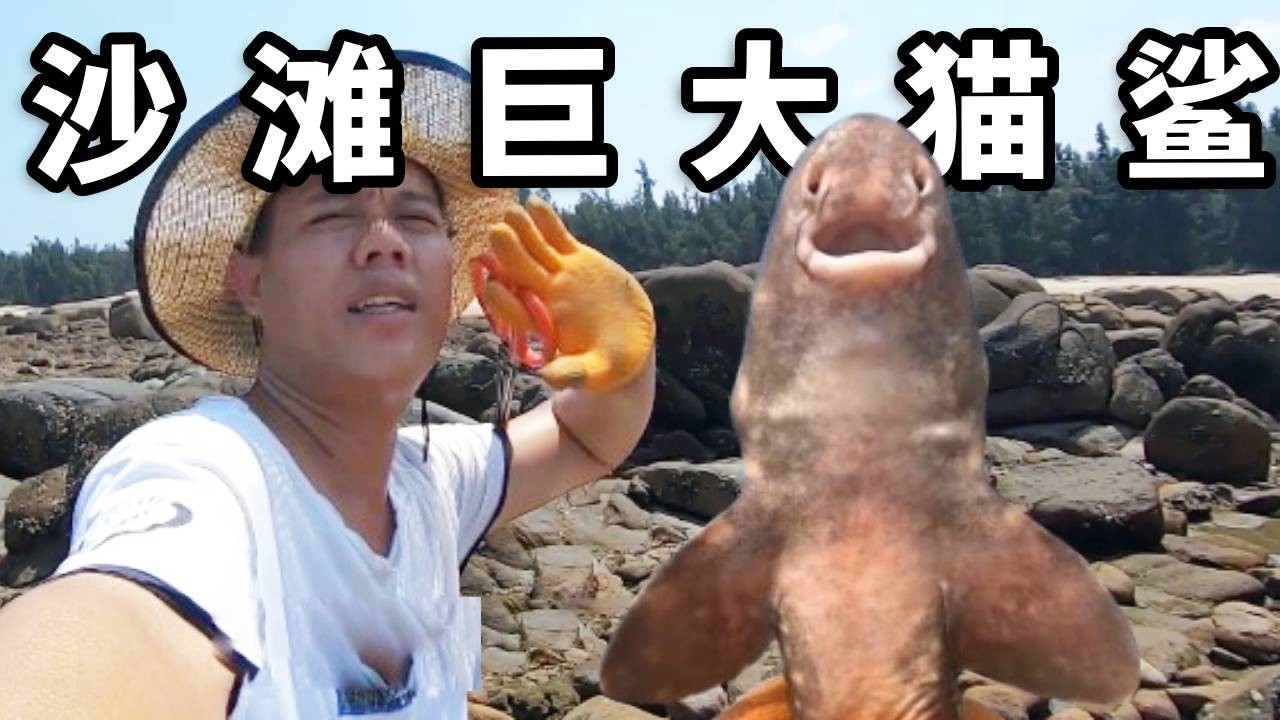 《钓鱼赶海》：阿平赶海遇到了好多有趣的海货，有可爱的猫鲨还有黑色的皮皮虾#赶海 #搞笑 #大魚 #熱門 #撈底 #海钓