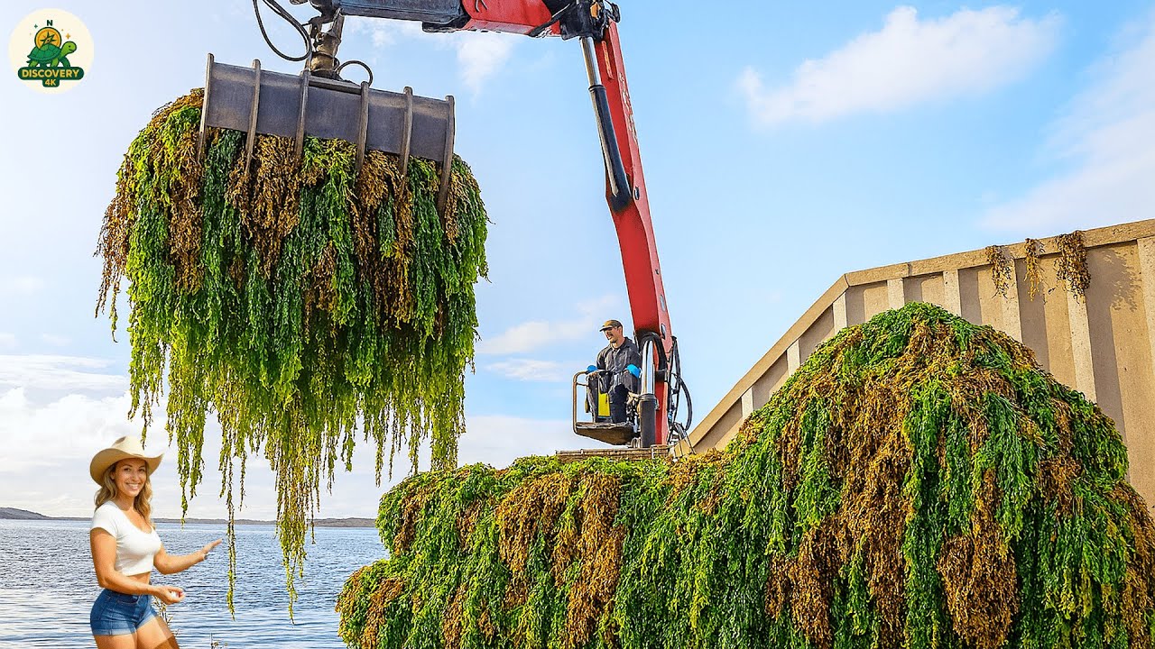 How Billions Tons of Seaweed Are Harvested & Processed &ndash; Inside the Seaweed Industry