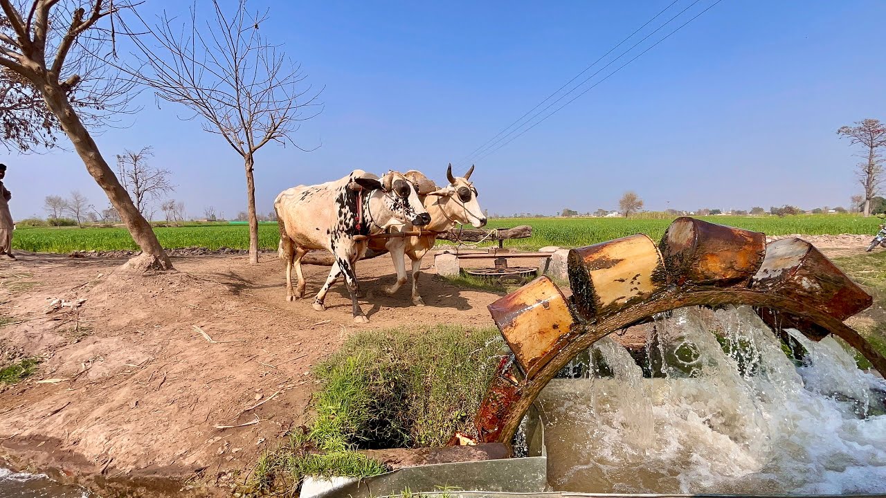 Traditional Water Lifting With Bulls #shorts #short #shortsfeed #shorfeed #jcb #cowvideos #cr7 #cow 