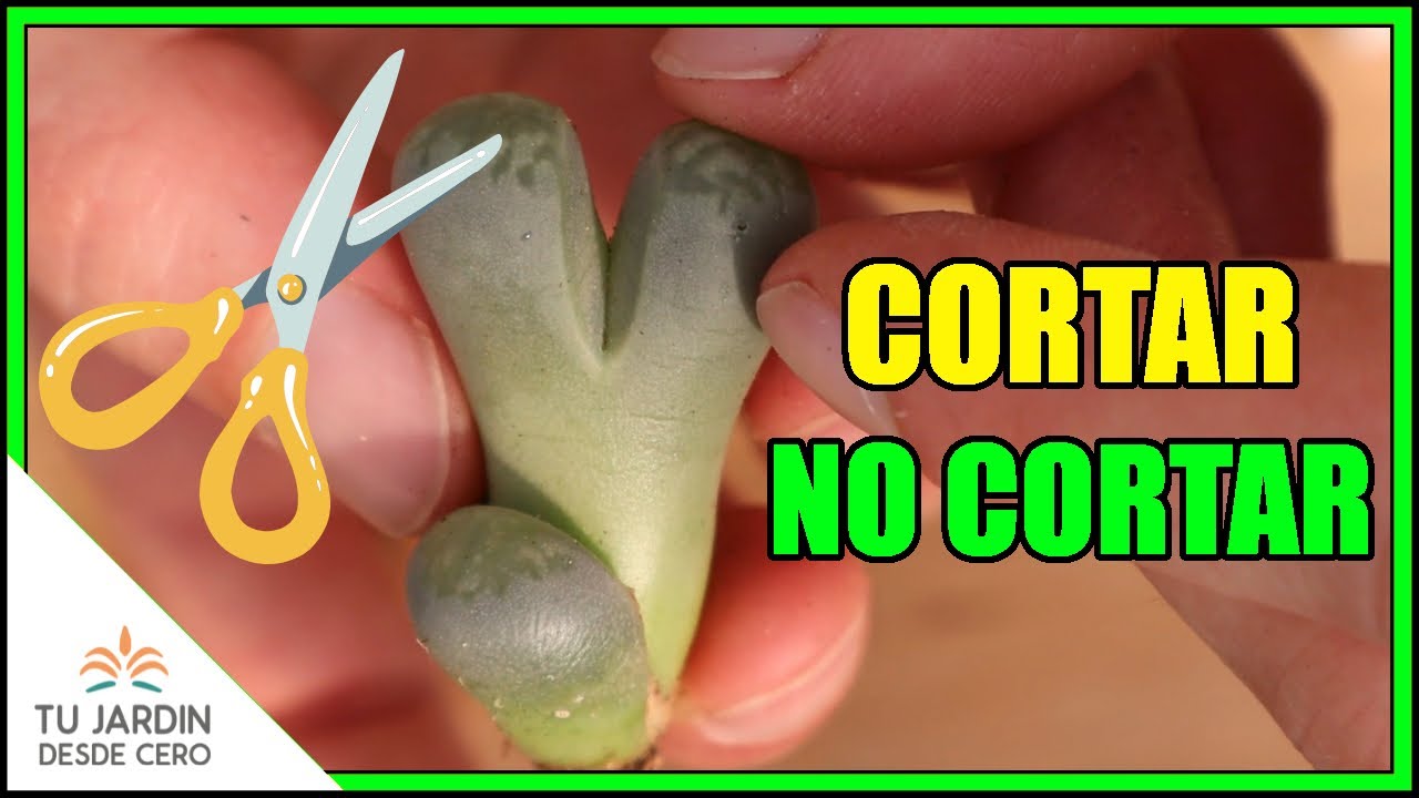 ¿Cómo corregir la etiolación en Lithops? Lithops etiolado (estirado)