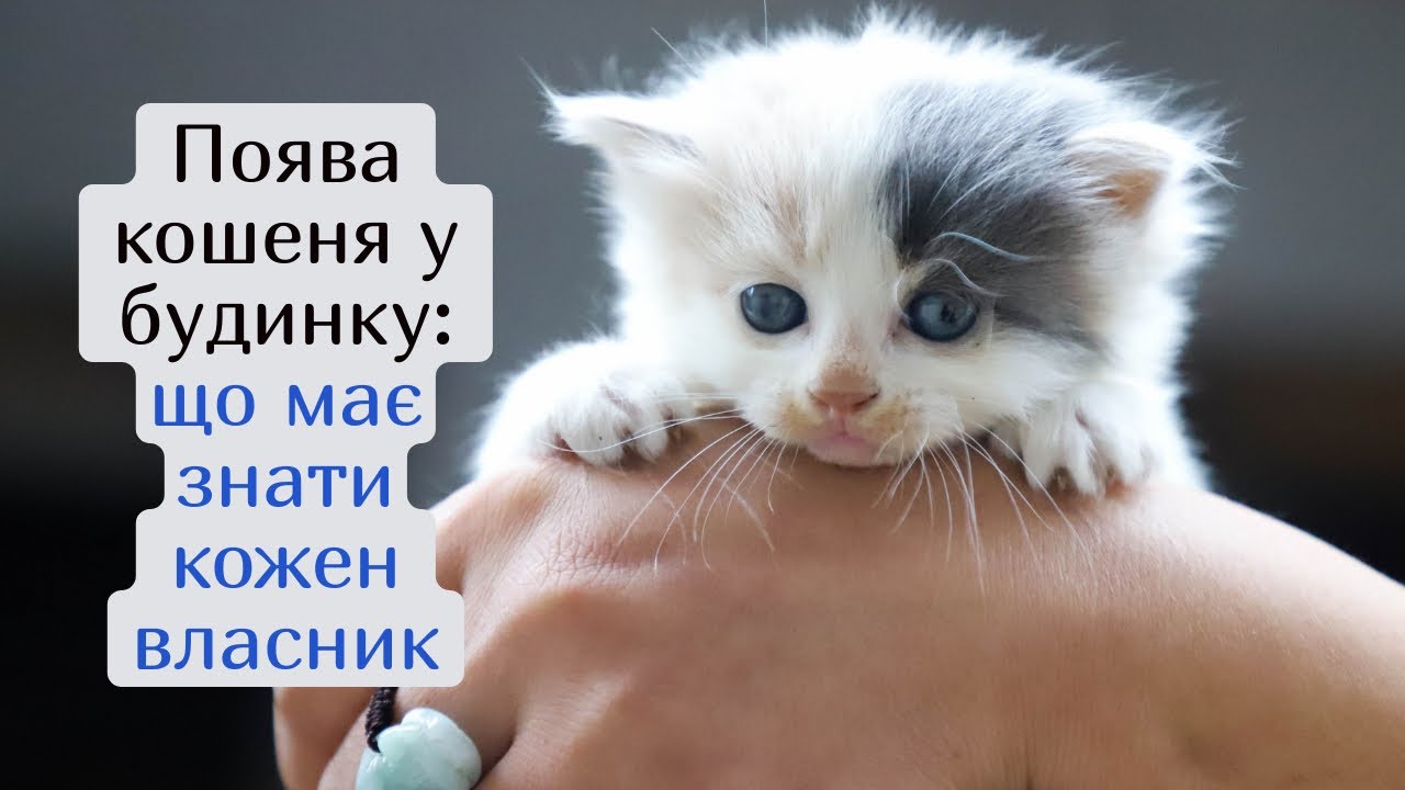 Поява кошеня у будинку: що має знати кожен власник. Розпорядок дня та догляд за кошеням