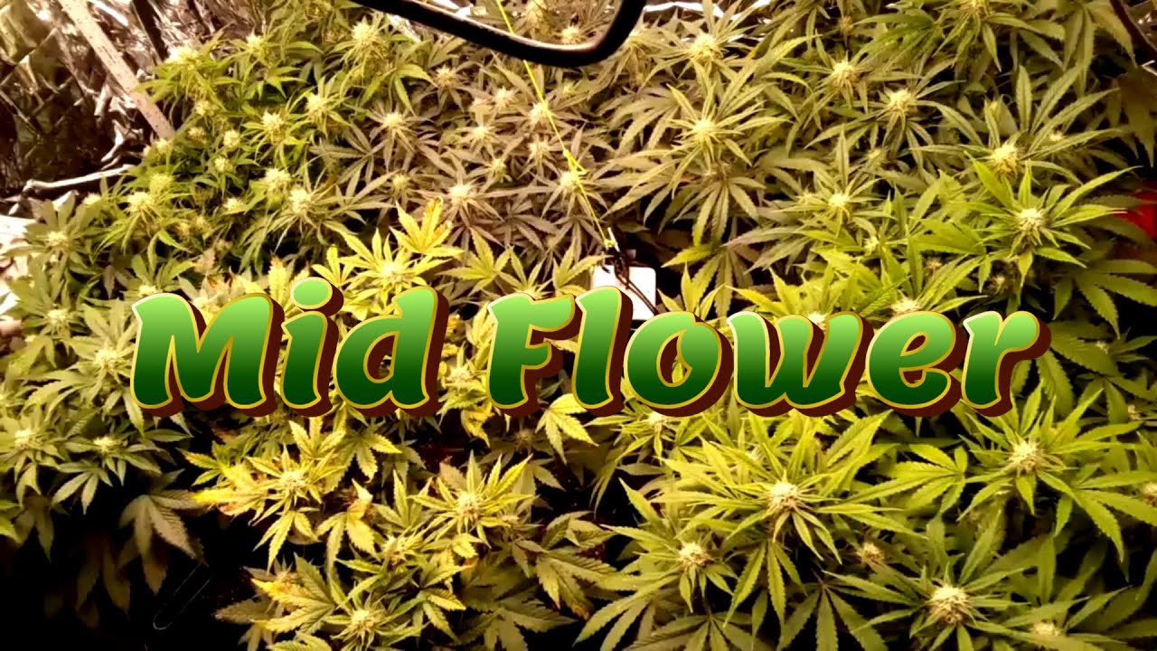 Week 9 Auto Flower Grow (Mid-Flower) [Fox Farm, Mephisto, Ethos]