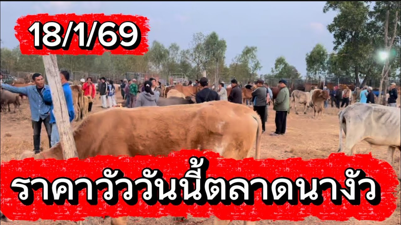 พาชมบรรยากาศซื้อขายวัวตลาดนางัว อ.สว่างแดนดิน จ.￼ สกลนคร 18/1/69 #ราคาวัววันนี้ #cow 