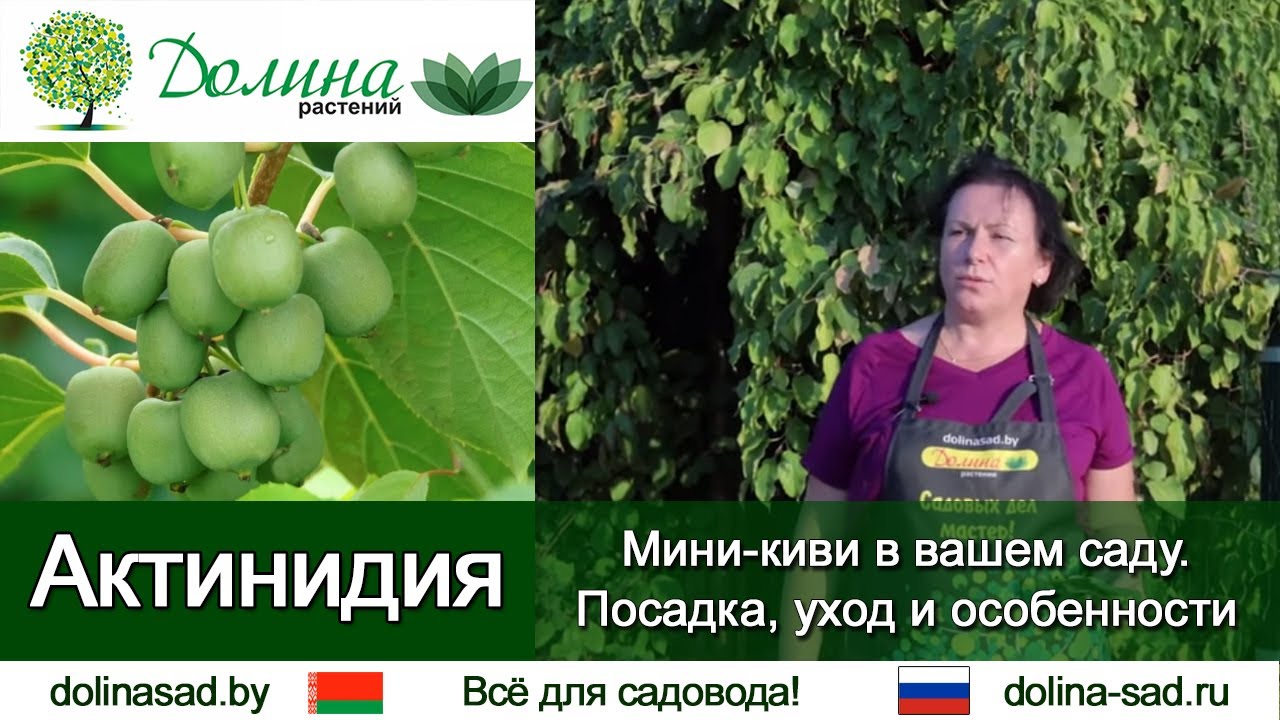 Актинидия - садовые 