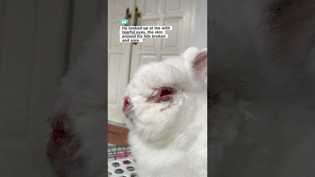 A TINY WARRIOR #mybunny #petbunny #bunny #mycuterabbit #petrabbit #snuffles