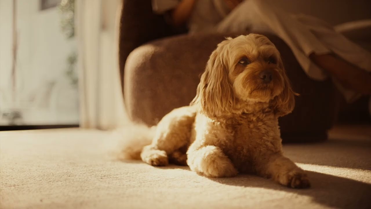 Live Beautifully with Luxaflex&reg;