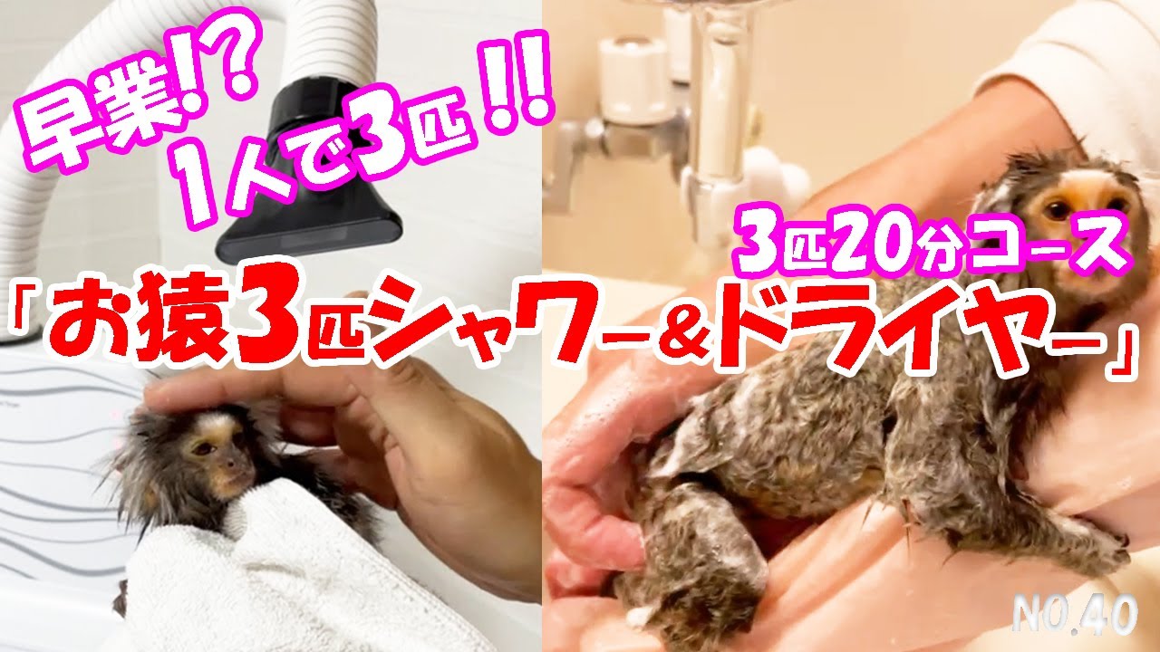 【早業】コモンマーモセット 3匹を1人でシャワー&ドライヤー！　全工程 20分コース　飼育日記（NO.40)【コモンマーモセット　飼育係】shampoo my monkey  marmoset