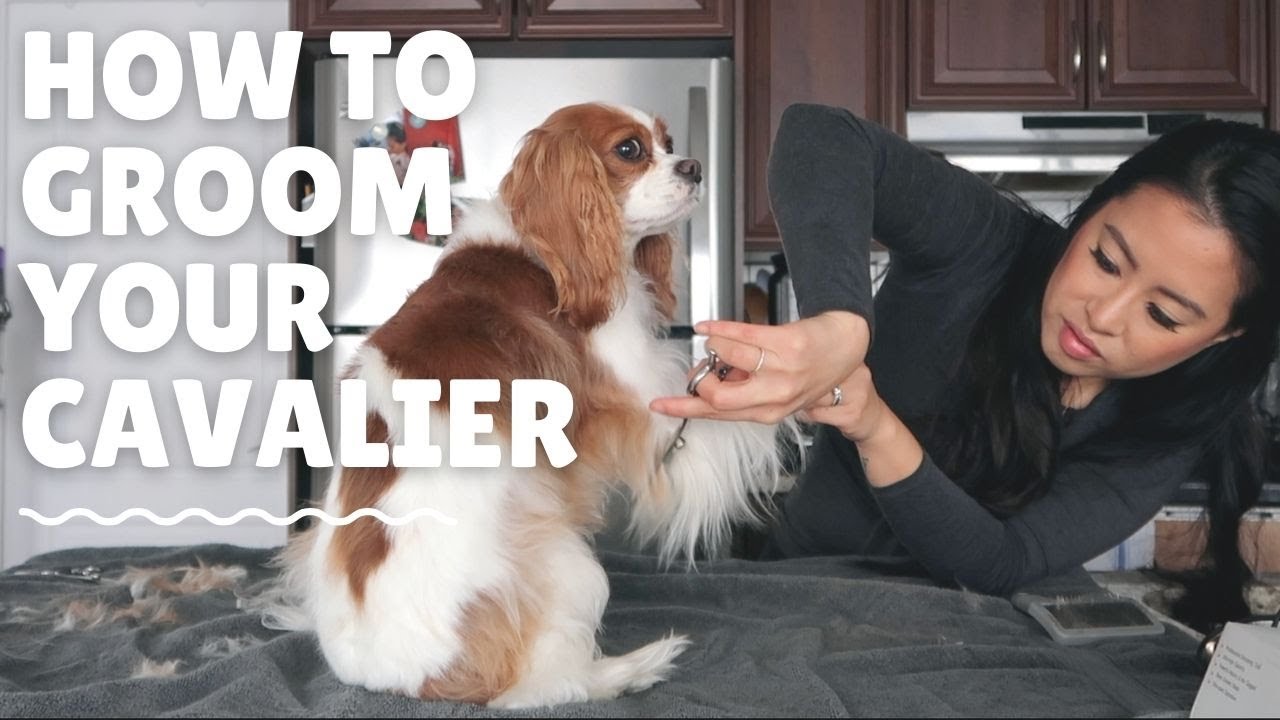 GROOMING MY DOGS AT HOME // Cavalier King Charles Spaniel