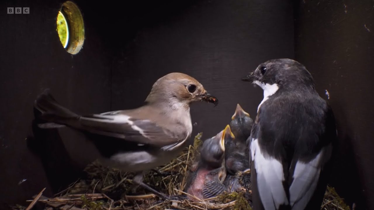 Compilation of two Pied Flycatcher nests at Longshaw Estate, Peak District | Springwatch 2025