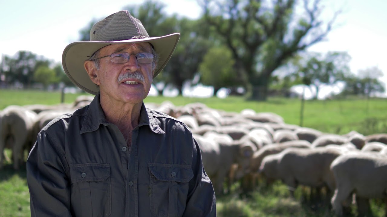 BKB |  National Afrino & Bethulie Merino Veld Ram Sale | Lot