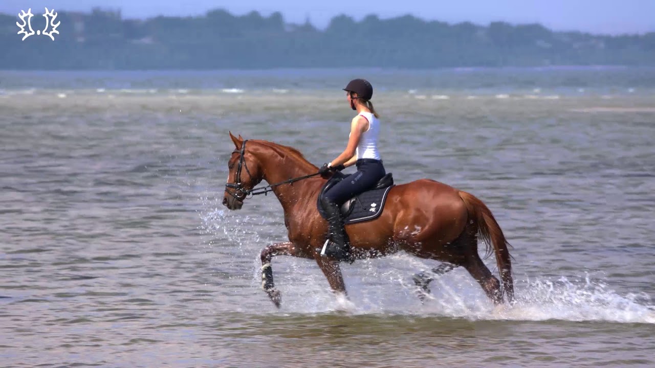Mein Trakehner und ich: Julia Schatzmann und Ivo Golden Rouge