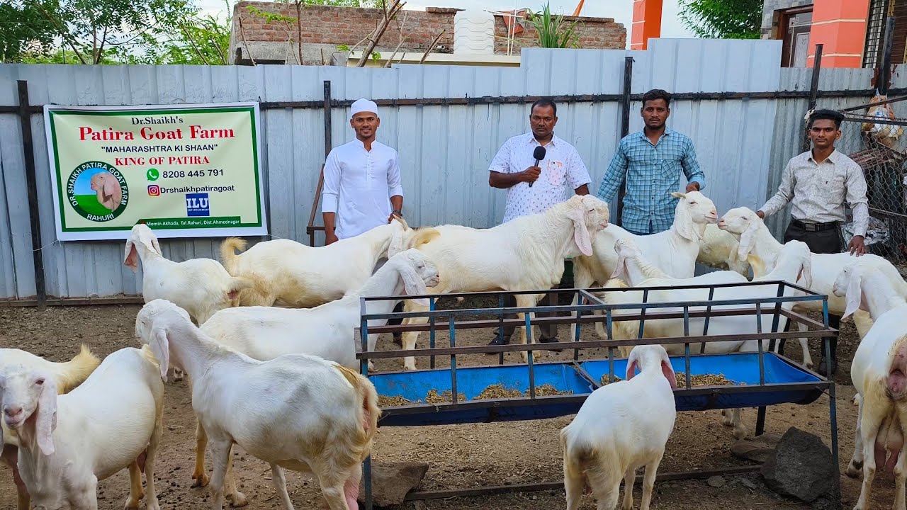 Dhamaka Quality Abb Sab Nagine Lo Aur Shouk Karo ||Dr Shaikh Patira Goat Farm Shirdi Maharashtra ||