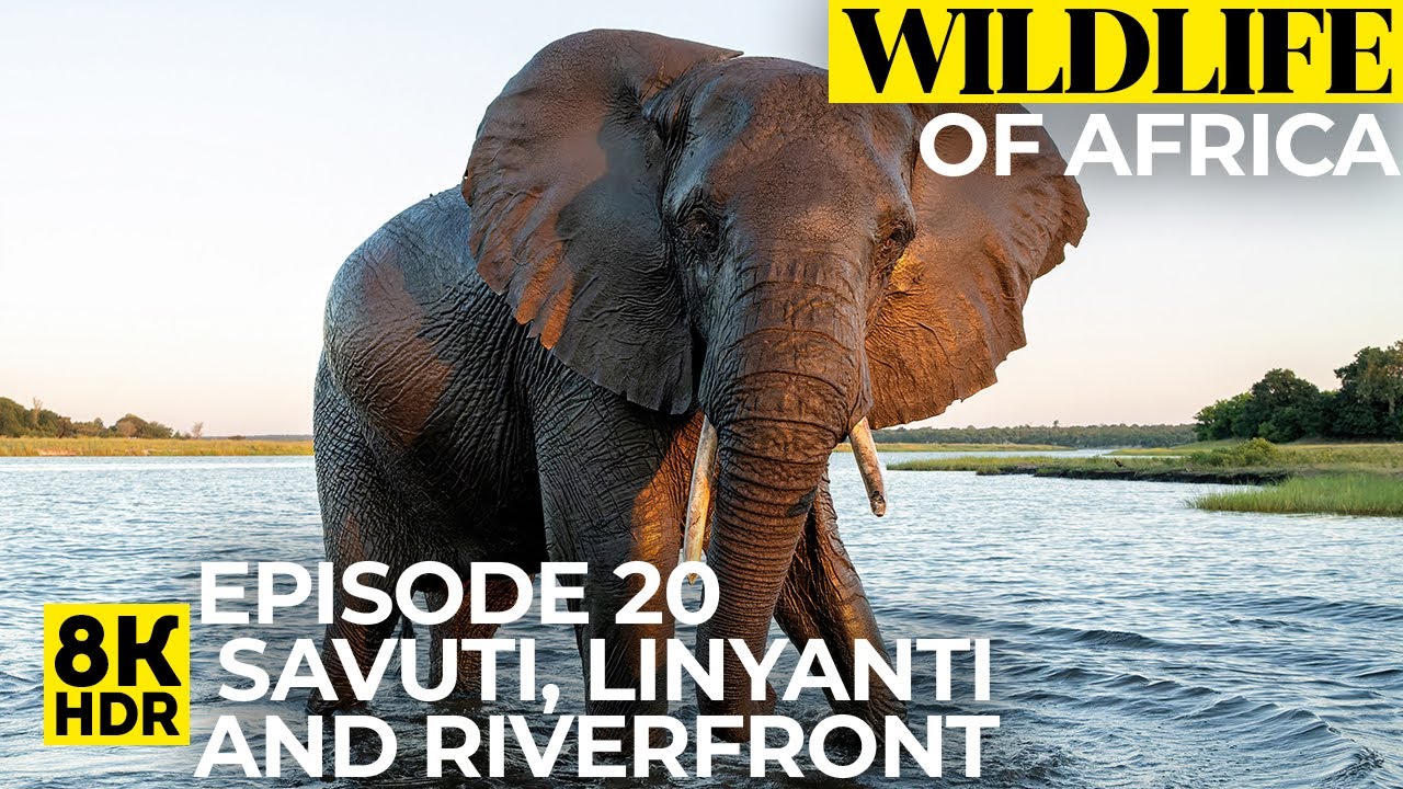8K HDR Wildlife of Africa - Ep 20 | Animal Life of Savuti, Linyanti and Riverfront Area of Chobe NP