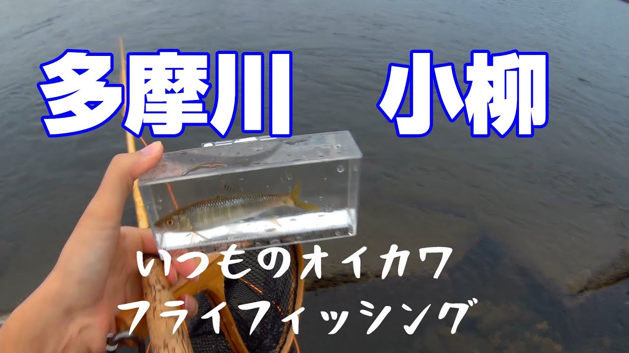 多摩川は小柳で、いつものオイカワフライフィッシング
