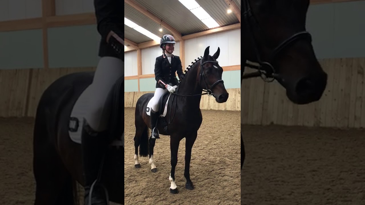 FABULOUS GRAND PRIX PROSPECT DRESSAGE HORSE