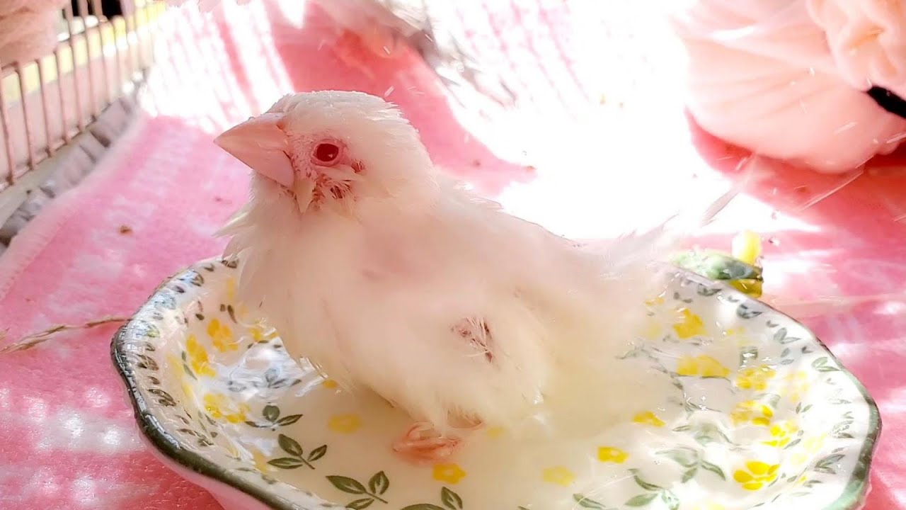 【ジュウシマツの水浴び】　雪美の“ちゃぷちゃぷ”です　pinohana　十姉妹