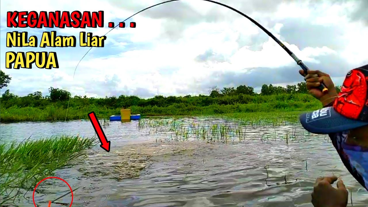 NGERI !!! Ini Yang Terjadi Jika BERANI Mancing Nila Babon Liar di PAPUA II Mancing Liar # MLP-43