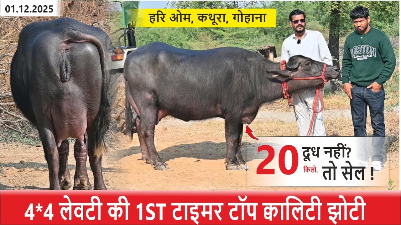 4*4 लेवटी की 1ST टाइमर टॉप क्वालिटी झोटी - 20 किलो दूध नहीं? तो सेल ! HARI OM, KATHURA