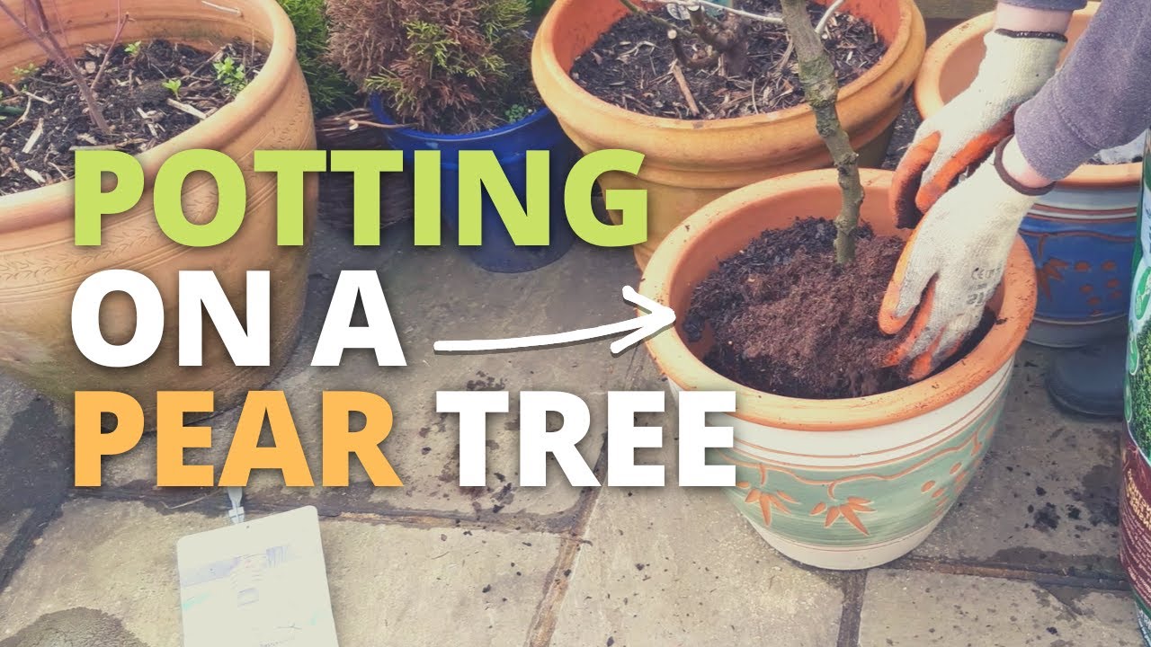How to Pot on a Shop Bought Pear Tree