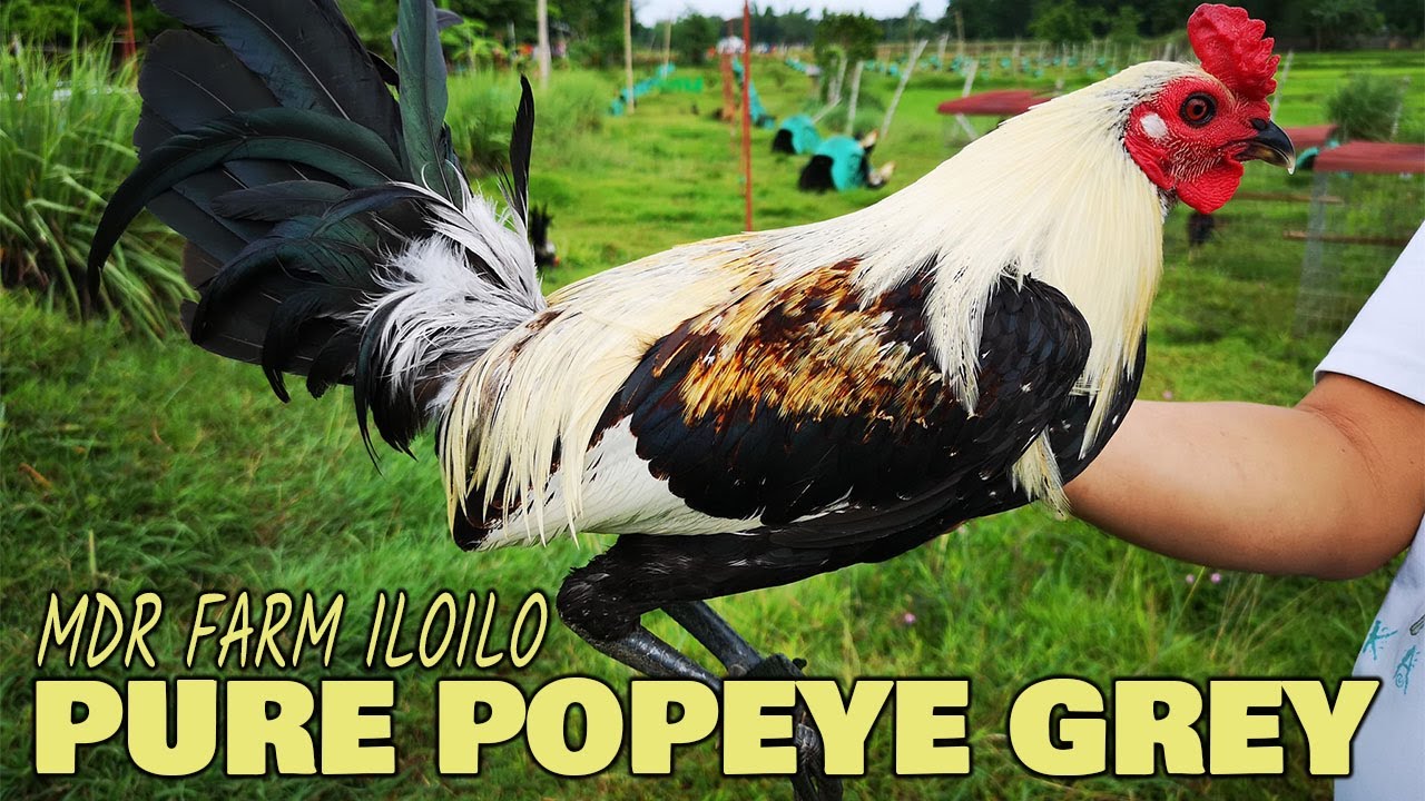 Pure Popeye Gr3y MDR FARM ILOILO - Best Farm Philippines