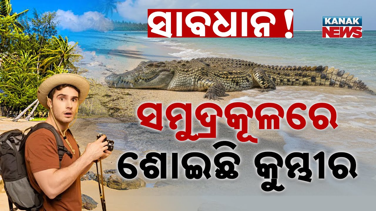 Special Report: Crocodile Spotted on Beach! Tourists Panic as Man-Eater Seen Resting on Shore