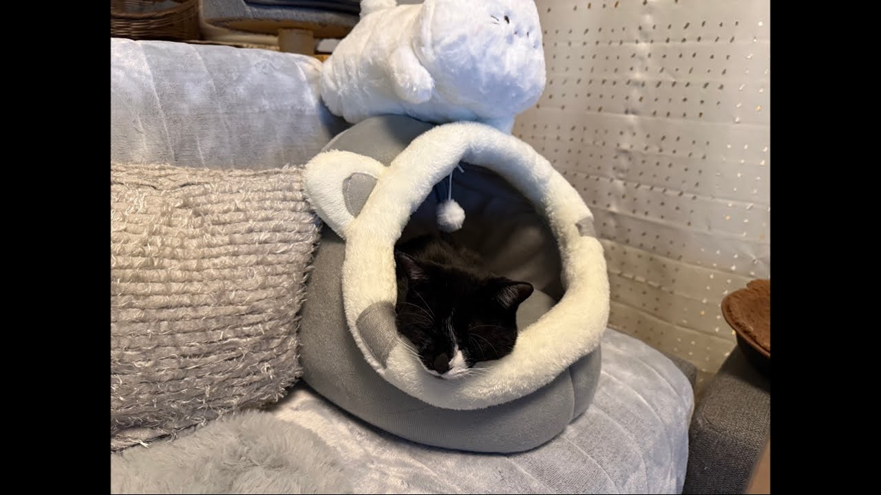 おやすみ猫配信！猫は気まぐれ起きていないかもしれません😽