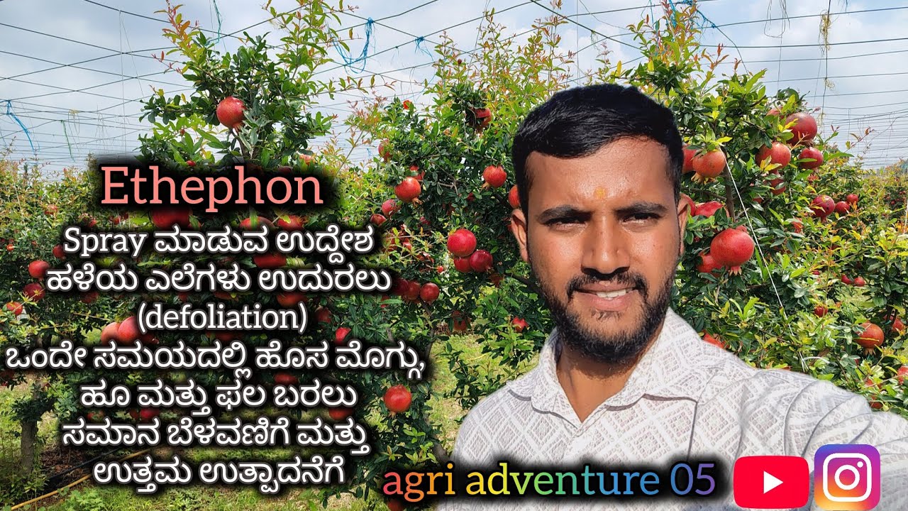Pomegranate Ethephon management ✅ #agriculturefarming #pomegranate #explore #trending #viral #fyp 
