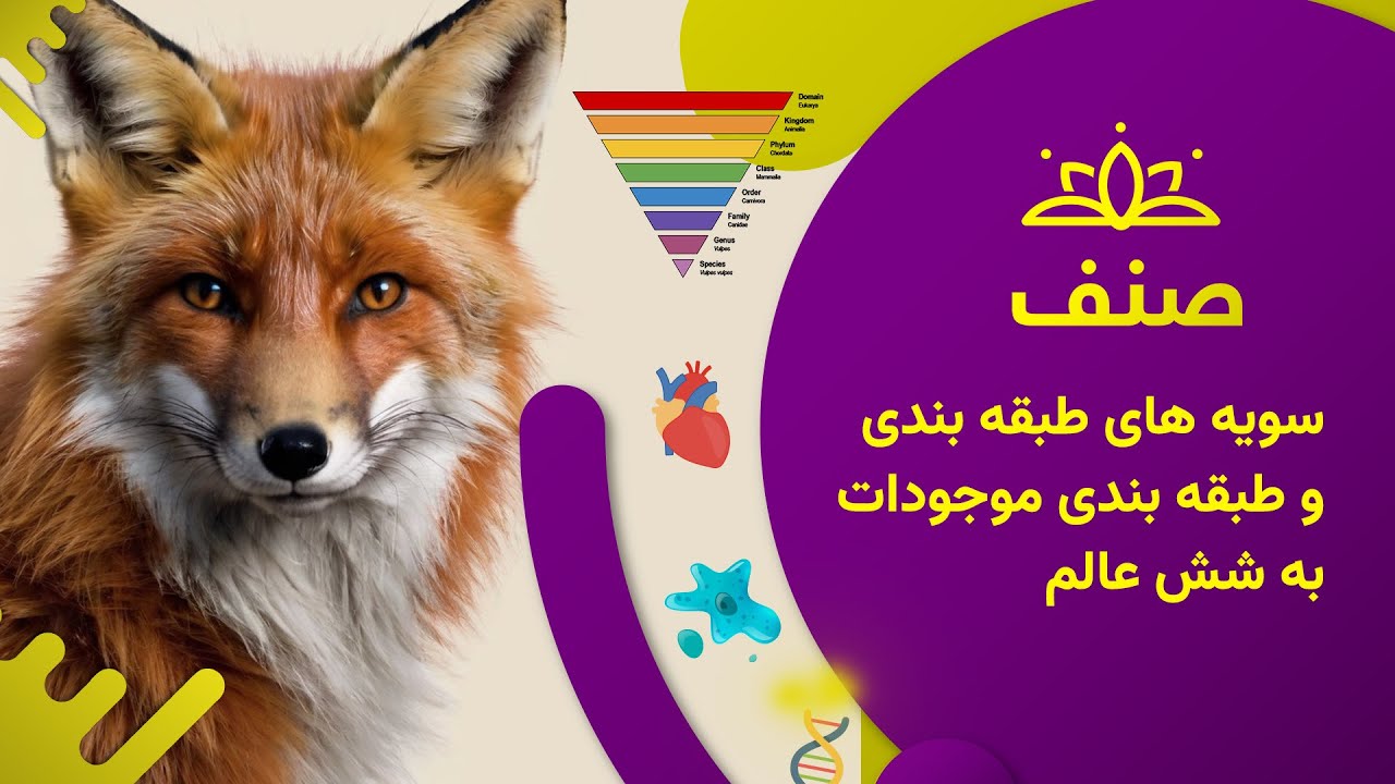 صنف - بیولوژی صنف هشتم- درس ۲: سویه های طبقه بندی