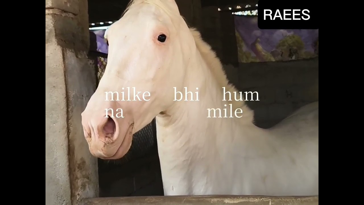 RAEES STUDFARM🐴#trending #trendingshorts#vairalvideo#song #longvideo #reels#horse#animals#vlog#vlogs