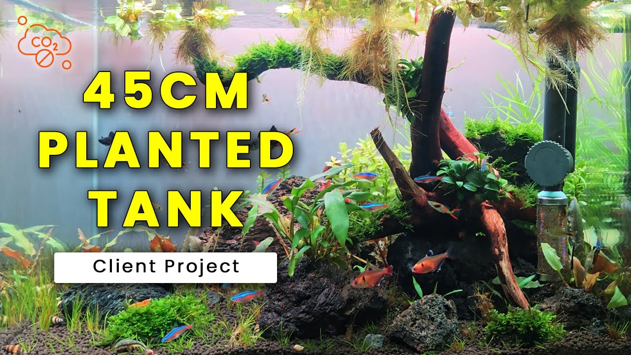 45CM Planted Tank - No CO2 | Client Project | Amudh Aquascapes