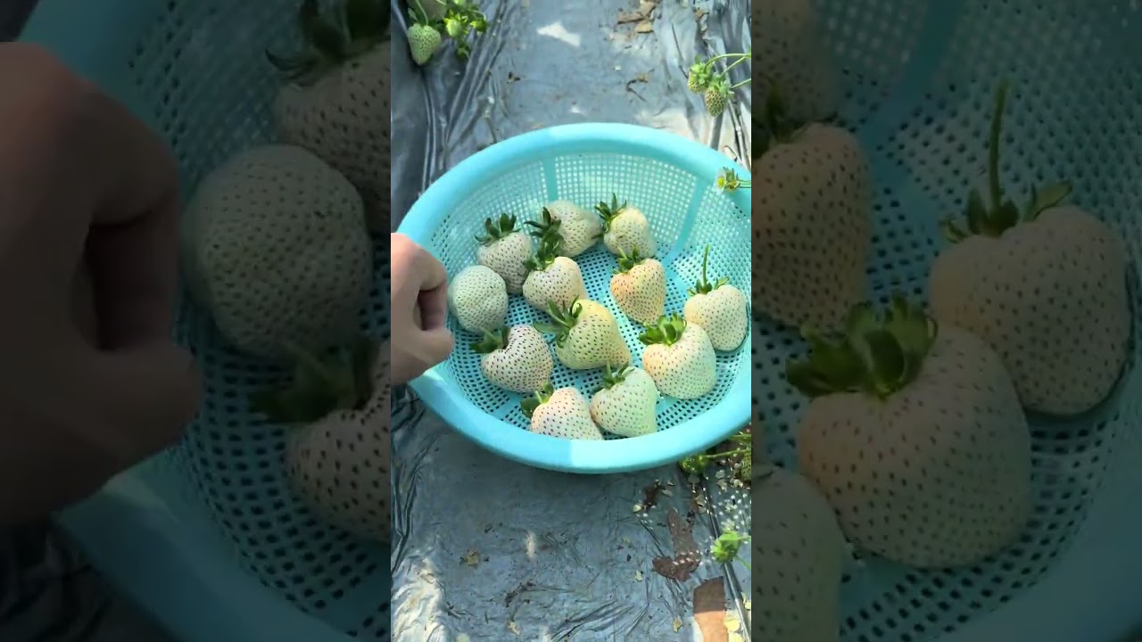 Here comes the 7th home immersive strawberry-picking video. Let s see how many you can