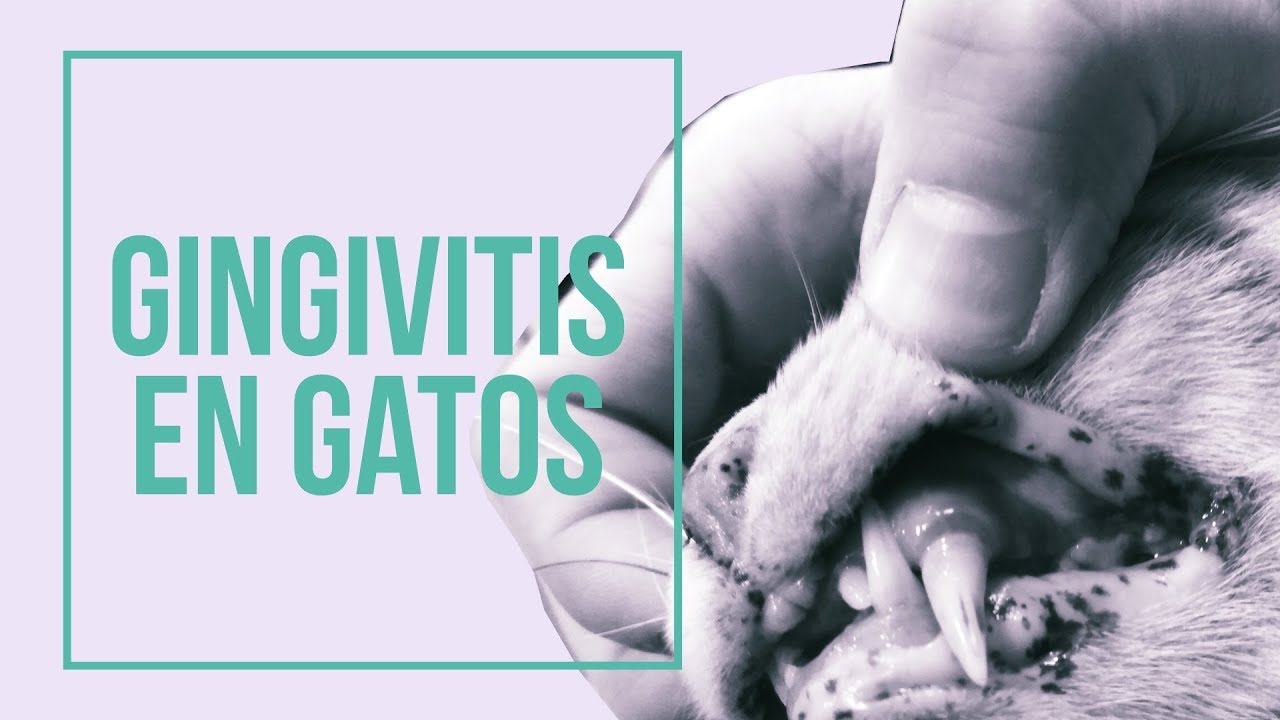 Cómo prevenir la gingivitis en gatos 😸 😷| Mantén sus encías SANAS