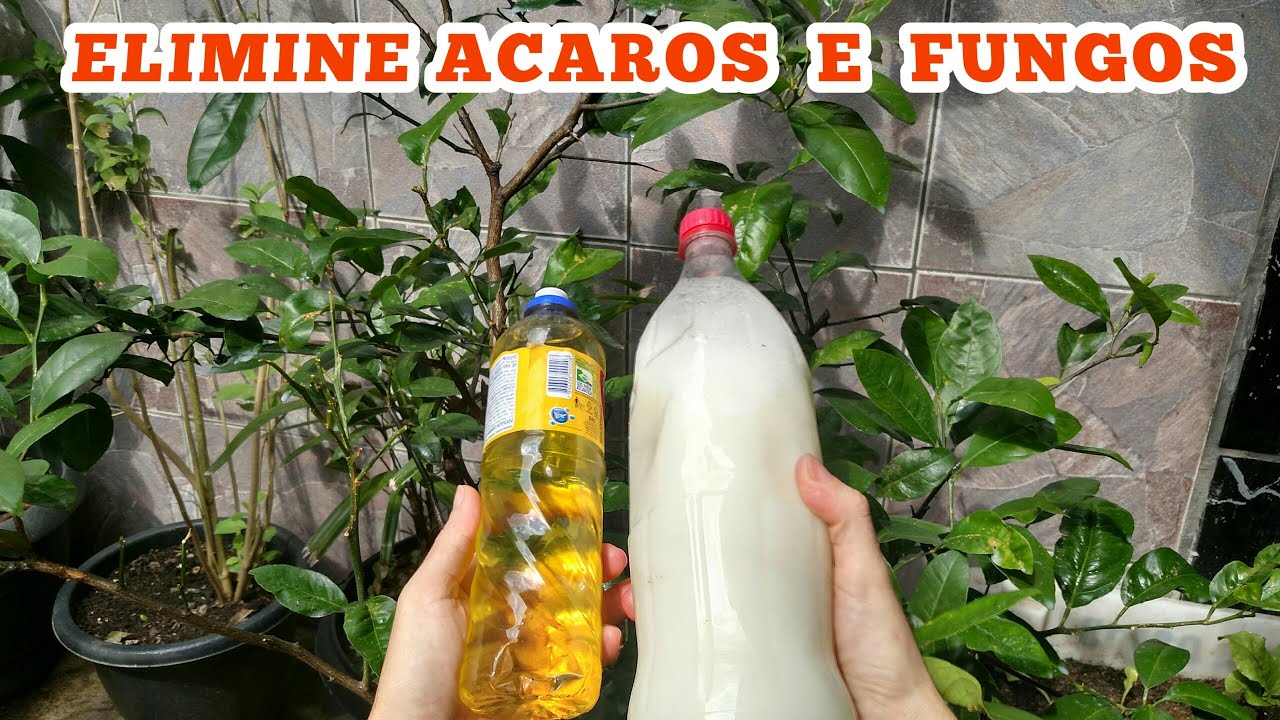 Como eliminar os ácaros e fungos nos pomares e hortas 100%..Confira !!!!!