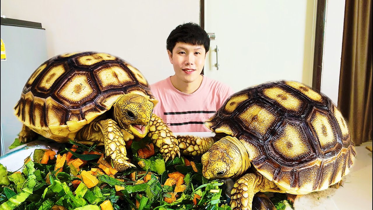 วิธีเลี้ยงเต่าซูคาต้า / How to feed the Sulkata tortoise, African spurred tortoise