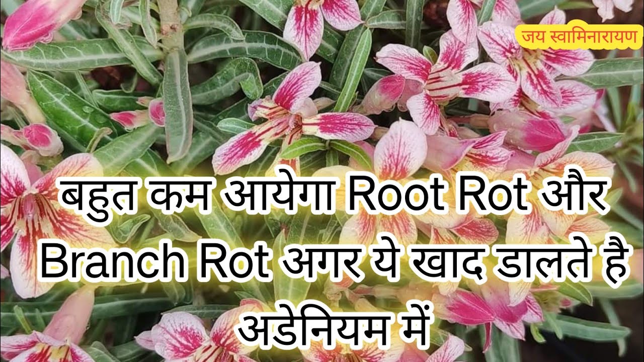 Organic Fertilizer For Adenium | Best Fertilizer For Adenium #organicfertilizer #adeniumcare