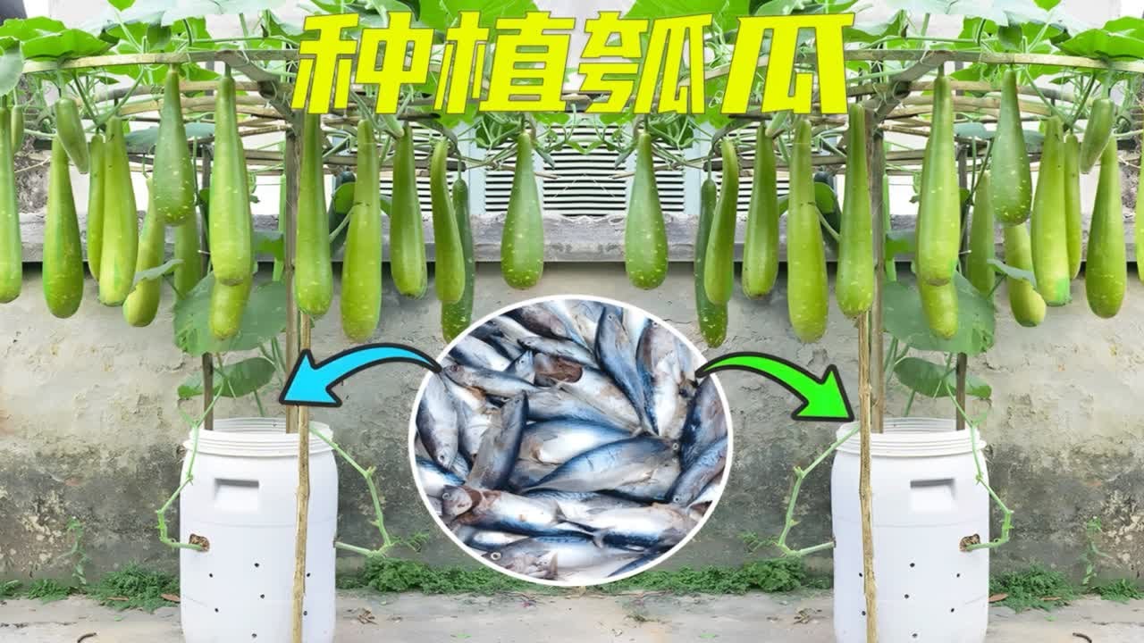 20年老师傅教你如何在家种植瓠瓜，操作简单，新手也能学会