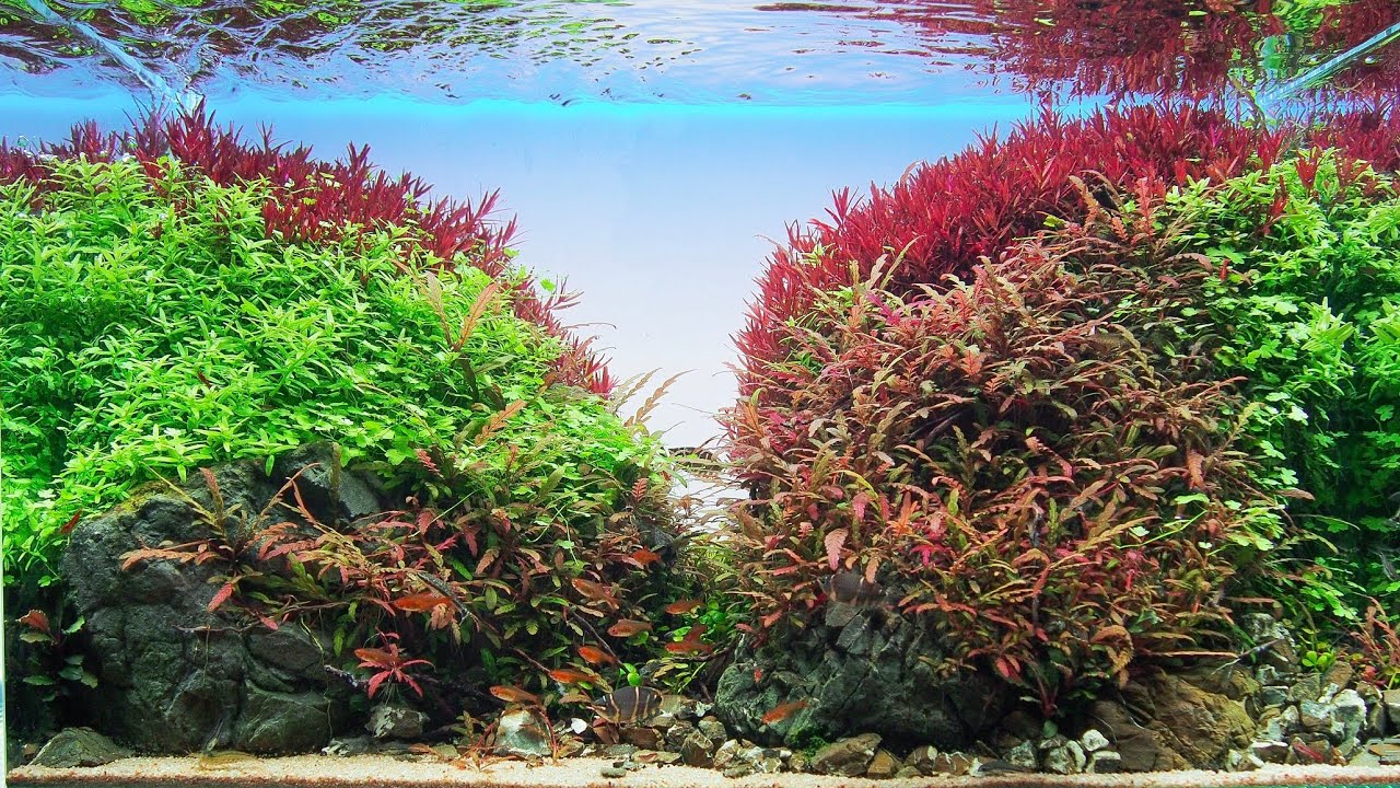 ADA 60p 