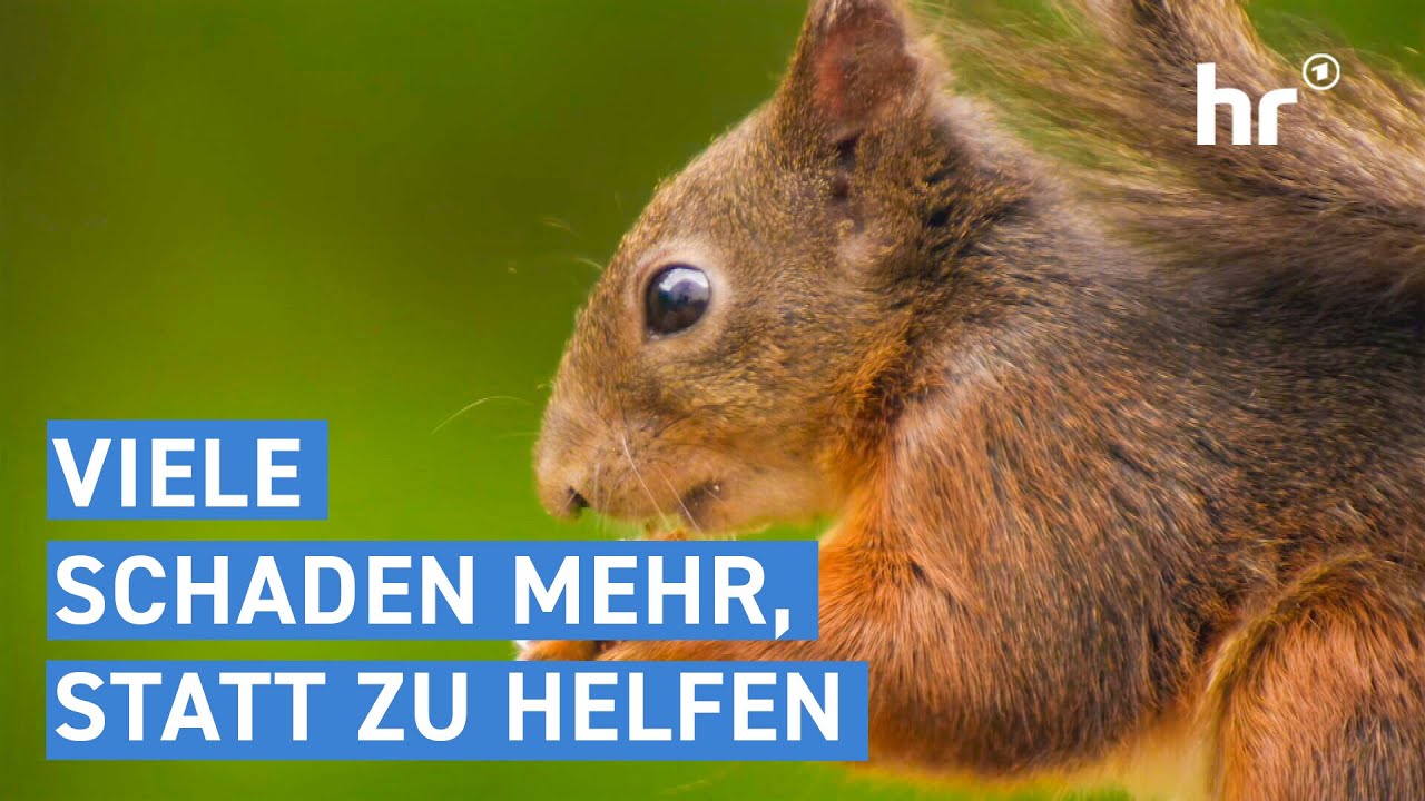 So kann man Tieren im Winter wirklich helfen | alles wissen