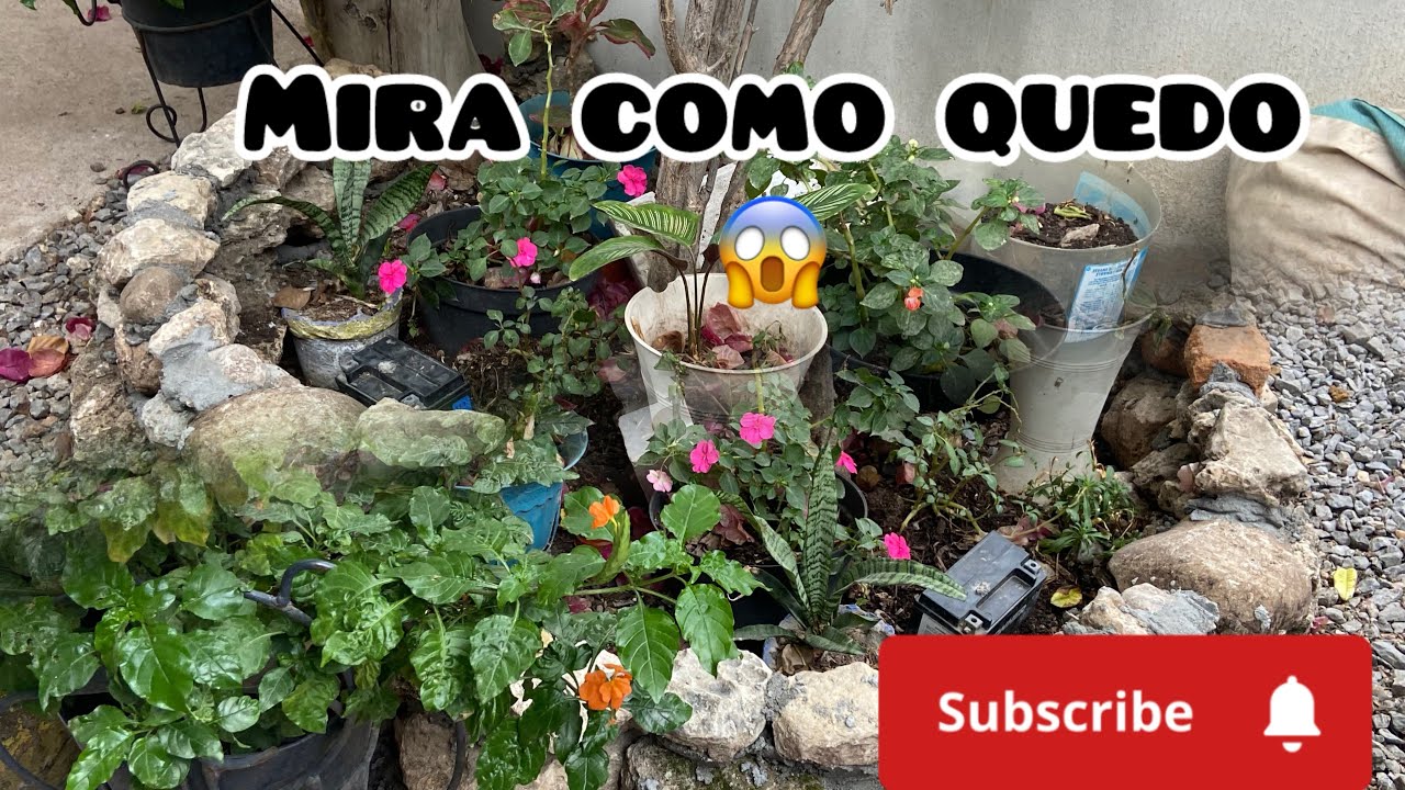 👉Así arregle esta parte de mi JARDÍN + les tengo una NOTICIA 😱 #garden 