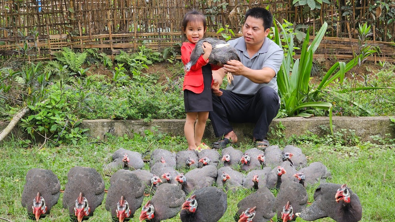 Harvesting chickens and bring them to the market to sell-Gardening, Clear grass around the farm
