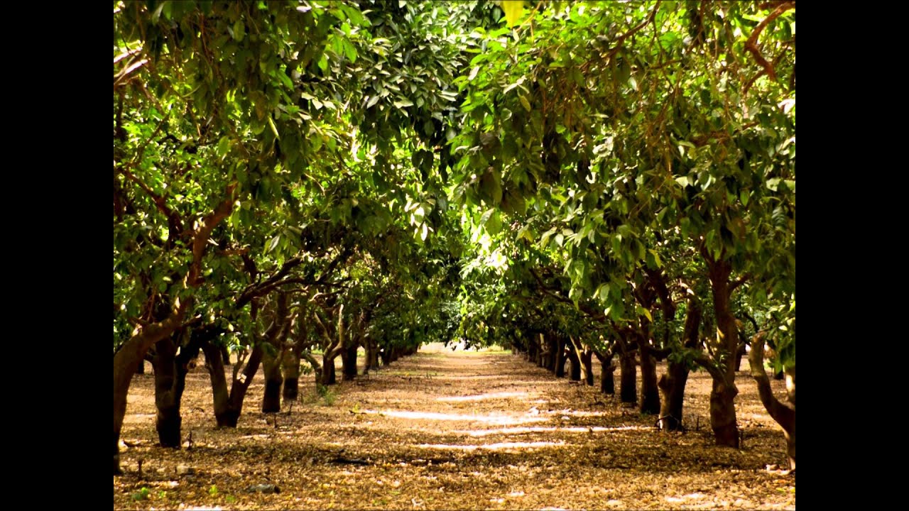 Shir Ahava Yashan   Ronit Ophir Shirley Cover