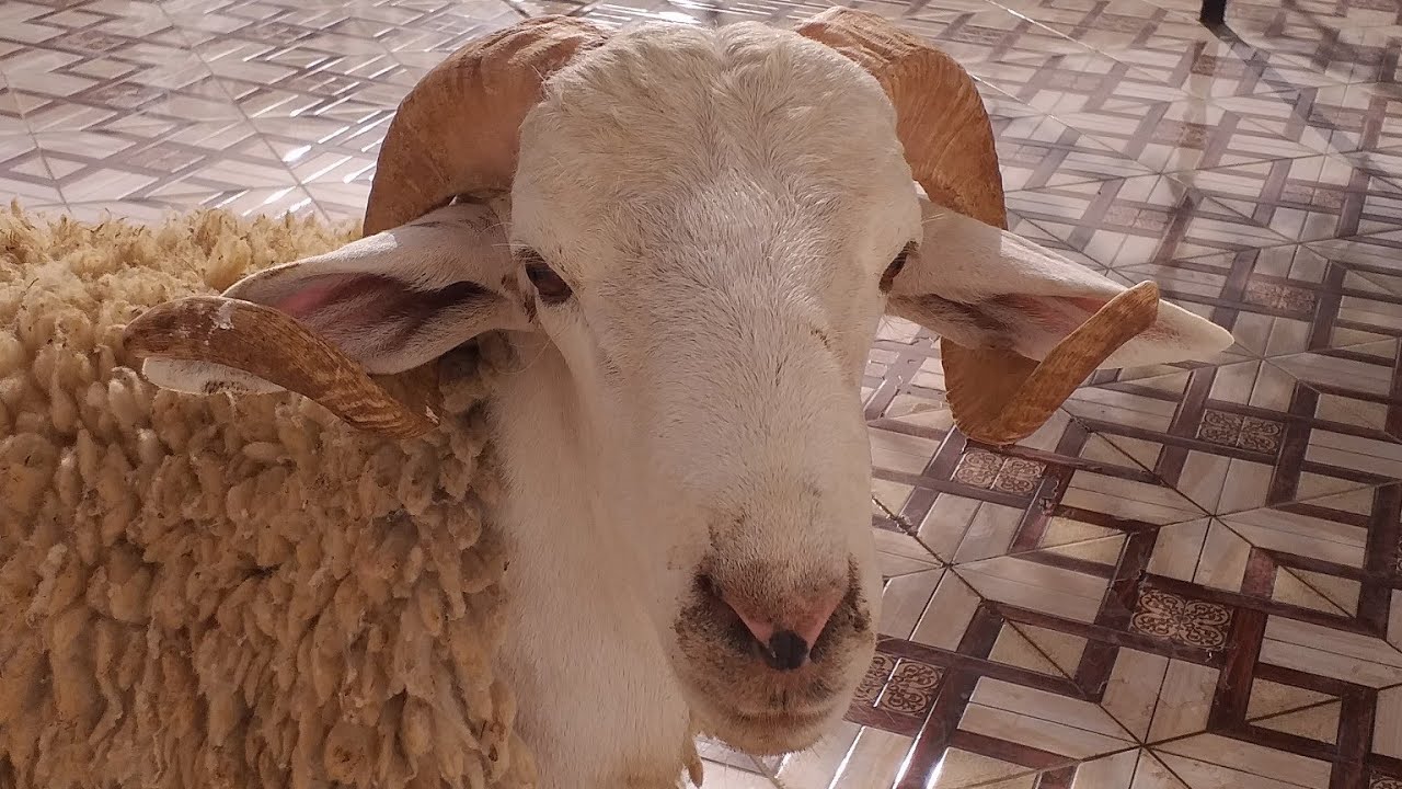 قصيدة قصة سيدنا إبراهيم وابنه إسماعيل بصوت المرحوم عبد الكريم دالي