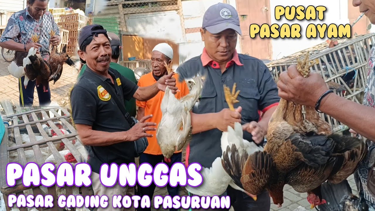 UPDATE PASAR UNGGAS TERBESAR DI KOTA PASURUAN || pasar gading pasuruan ada ayam bebeb burung dara
