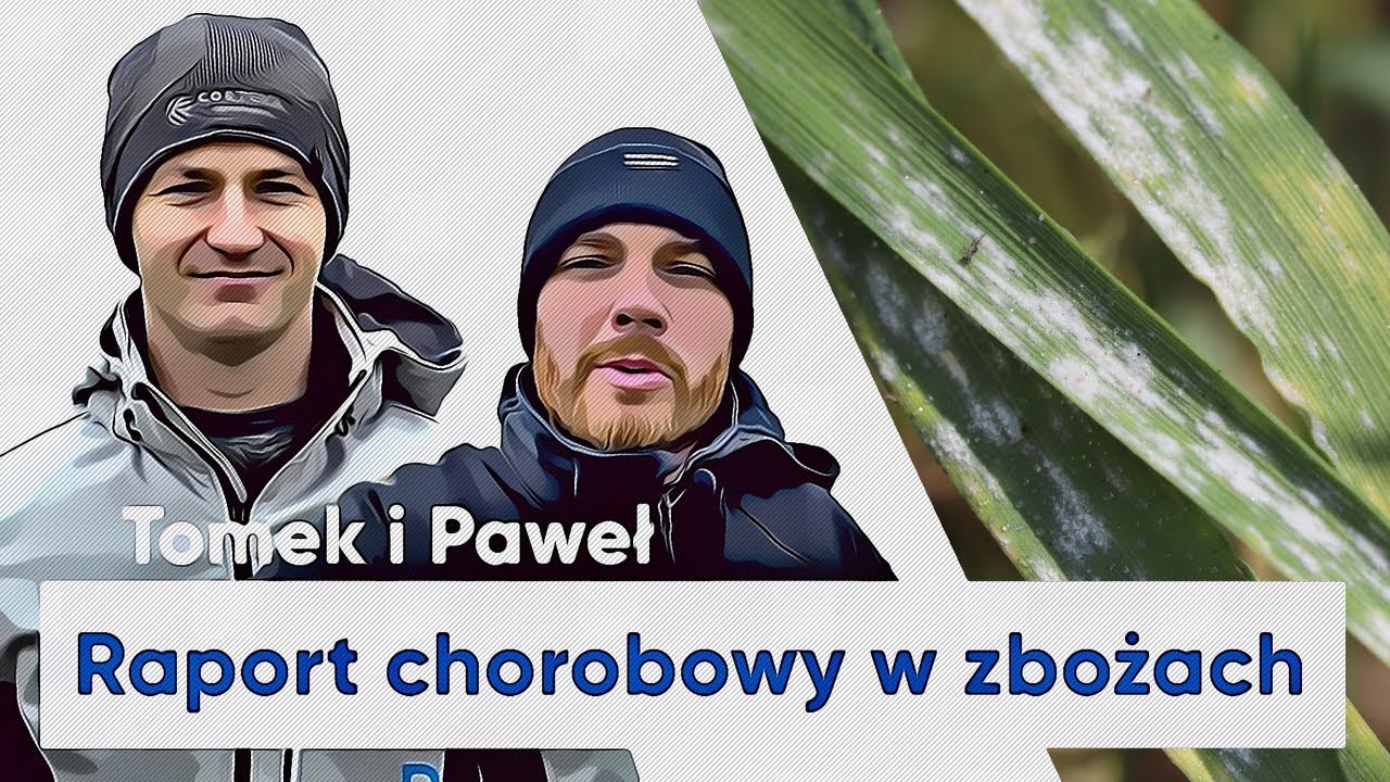 T1 w zbożach? | Ochrona zb&oacute;ż przed CHOROBAMI grzybowymi | e-pole do popisu #52
