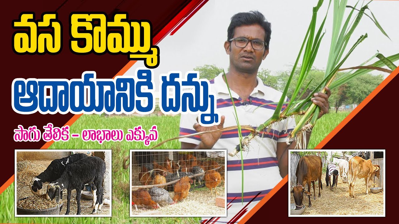 ఎకరంన్నరలో వస కొమ్ము పండిస్తున్నా || Vasa in Integrated Farming || Mallikarjun