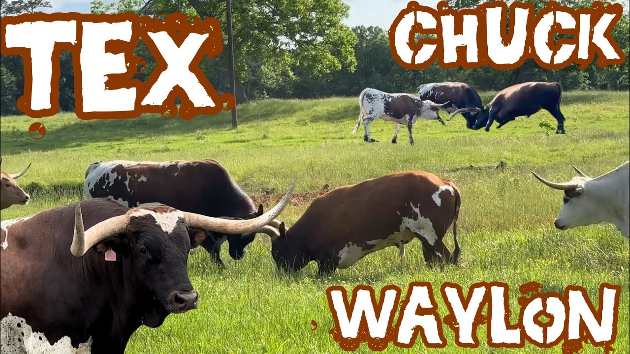 Bull Fight! Tex vs Chuck vs Waylon!