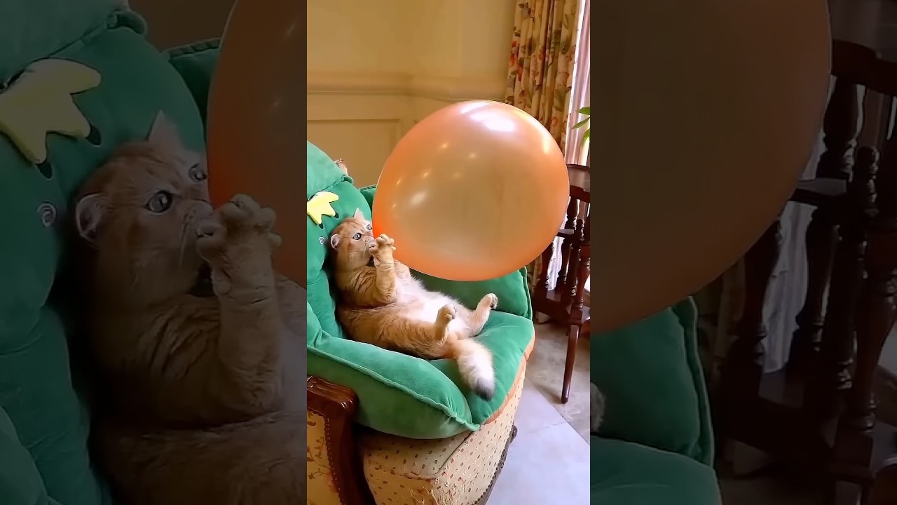 When you trust a cat to inflate your balloon 🎈😂😱 #shorts #viral #trending #cat #balloon